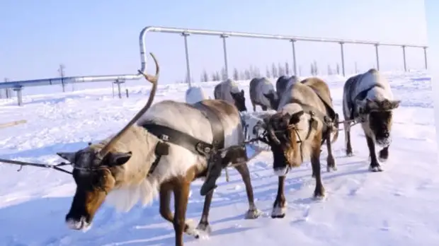 «Не откладывай на завтра то, что можно не делать». Синдром отложенной жизни и как его распознать