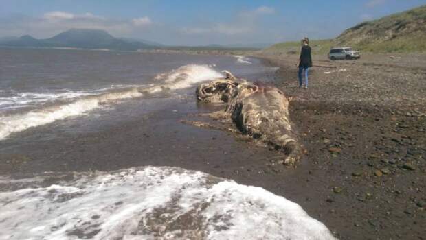 Останки неопознанного волосатого существа выбросило на берег Сахалина