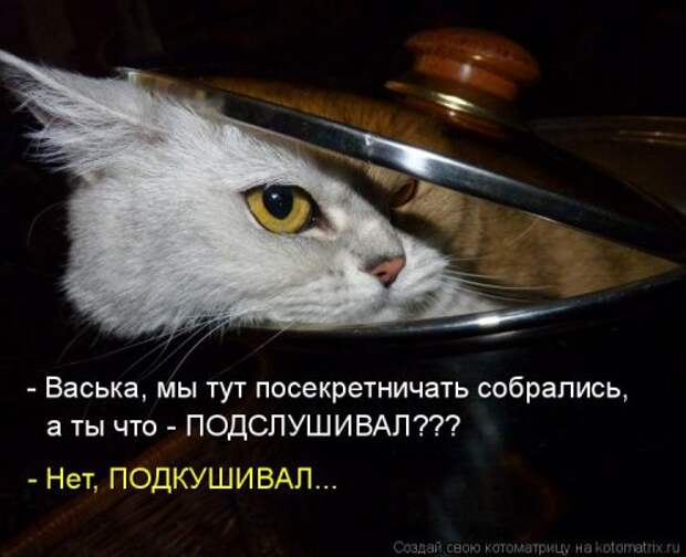 Свежая котоматрица на Бугаге (25 фото)
