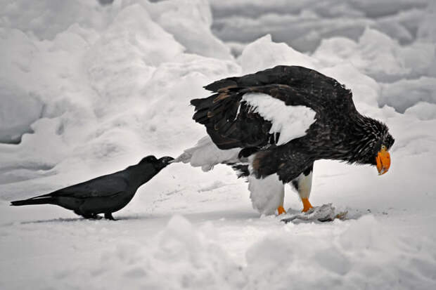crows-tease-animals-peck-bite-tails-trolls-corvids-3