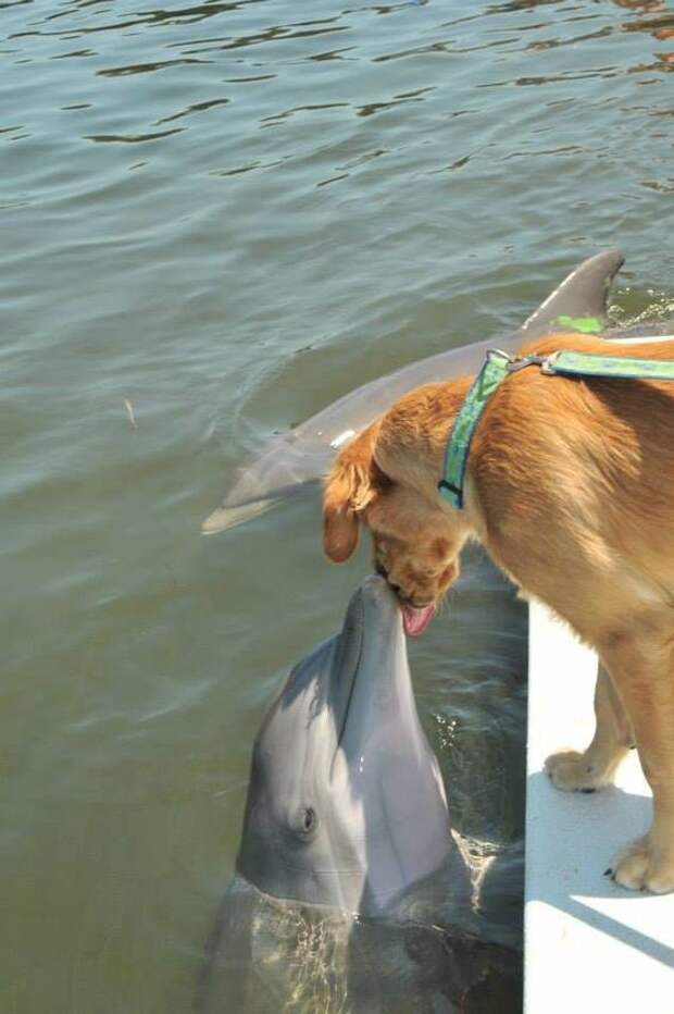 Поцелуй с дельфином животные, кадр, люди, фото, фотоподборка