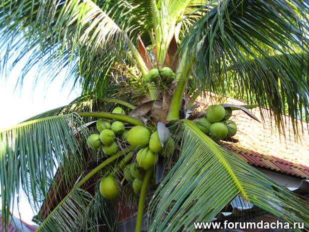 Кокосовая пальма, Кокосы