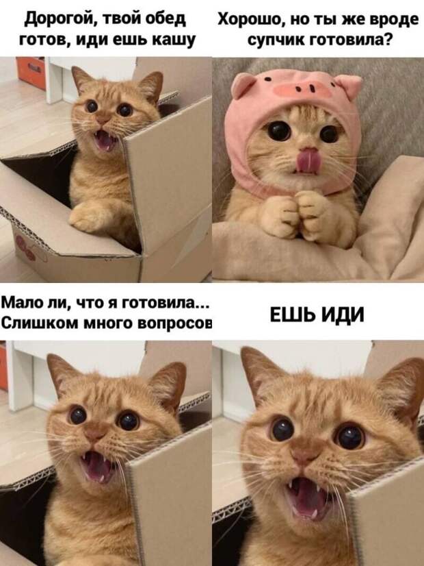 Самые удачные котомемы Рунета Самые удачные котомемы Рунета