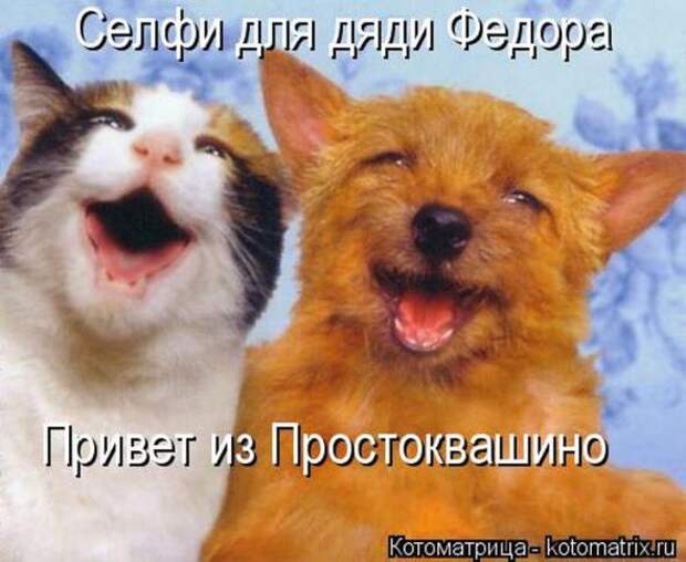 Котоматрицы (картинки с надписями)