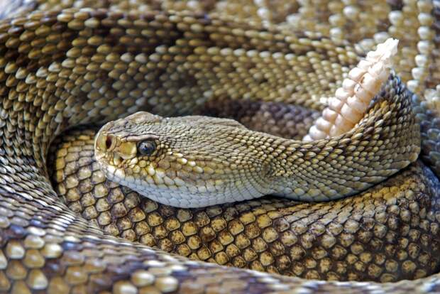 Росприроднадзор предупредил петербургских дачников о нашествии змей