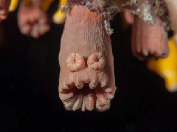 Comedy Wildlife Photo Awards 13