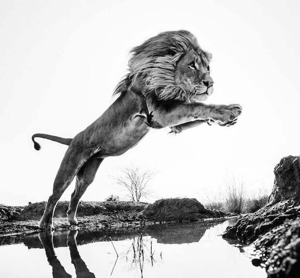 Необычные фотографии диких животных от Дэвида Ярроу дикая природа, животные, черно-белые фотографии
