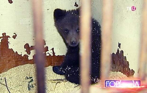 Найденную в Новой Москве медведицу выпустили на волю