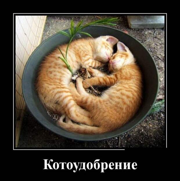 Демотиваторы (30 фото) Демотиваторы (30 фото)