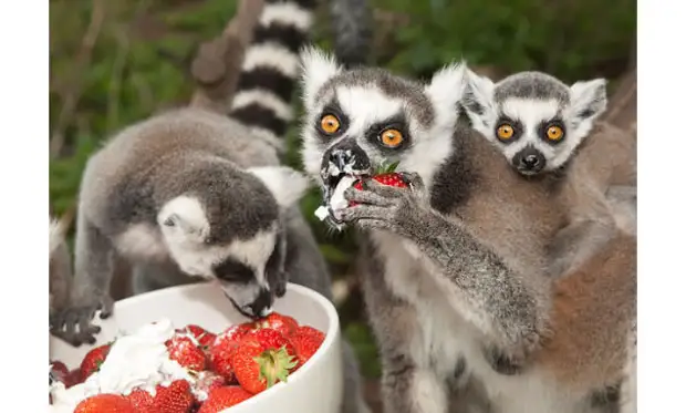 20 животных, поедающих фрукты и ягоды, которые выглядят как кровожадные монстры животное, фрукт, ягода