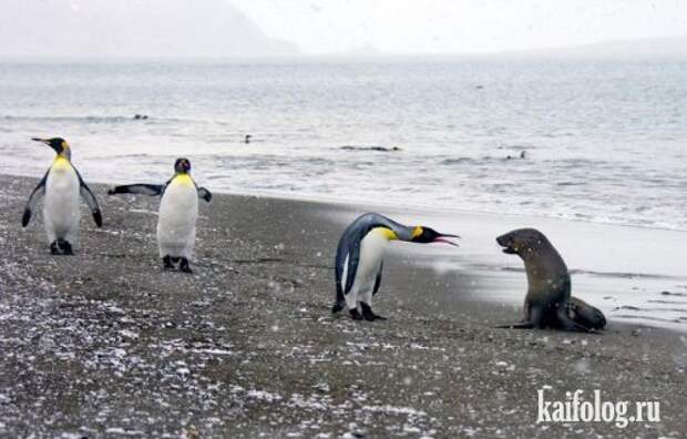 Приколы про пингвинов (30 фото) Приколы про пингвинов (30 фото)