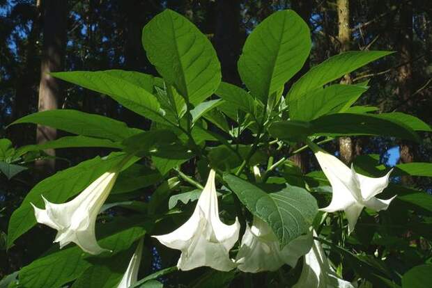 Бругмансия душистая (Brugmansia suaveolens). Фото с сайта cmuscmr.cmu.edu.tw