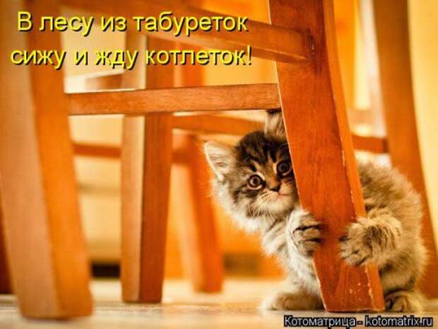 Лучшая котоматрица недели (30 фото)
