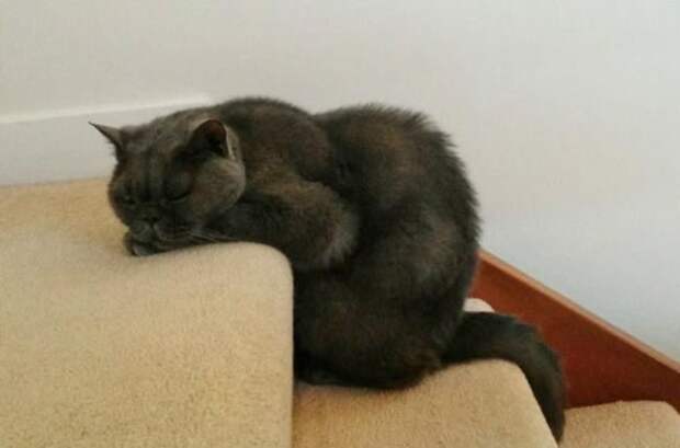 Коты и кошки, которые могут заснуть где угодно