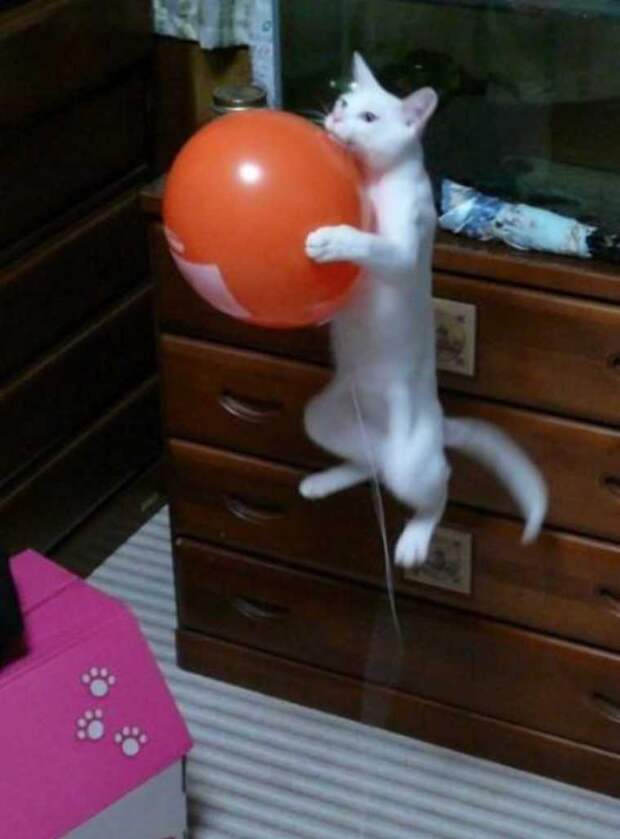 Гелиевые шары - помощь котам в преодолении гравитации гравитация, коты, прикол, юмор