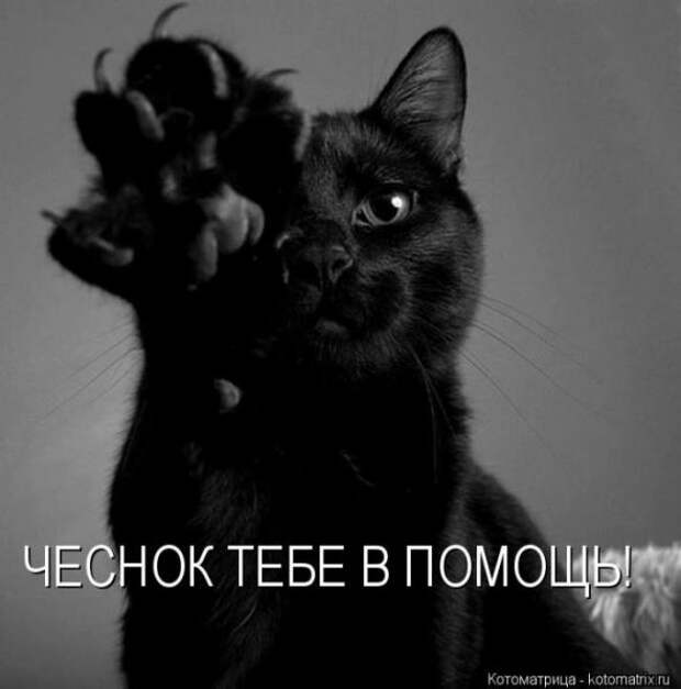 Котоматрицы (картинки с надписями)