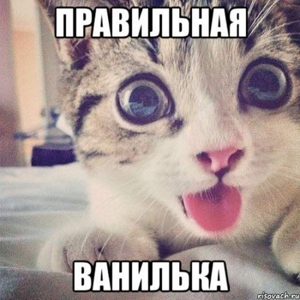Смешные картинки с подписями катинки, прикол, юмор