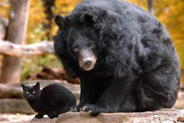 дружба медведя и кота