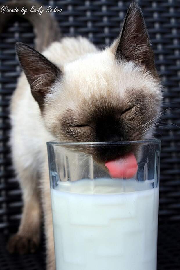 Сиамские кошки. Красивые фото. Кот пьет молоко
