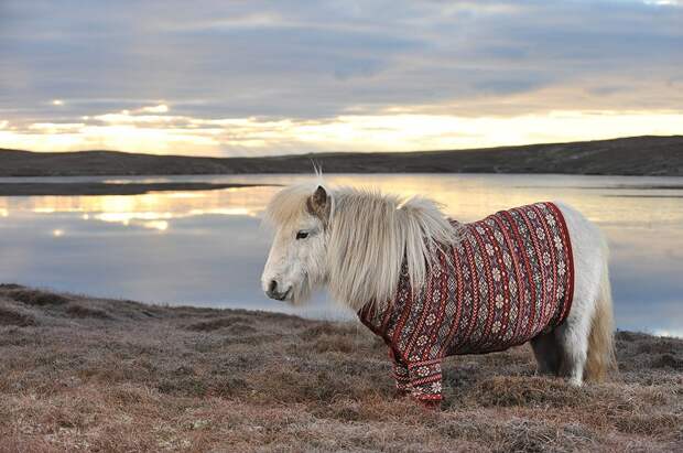 shetlandponies05