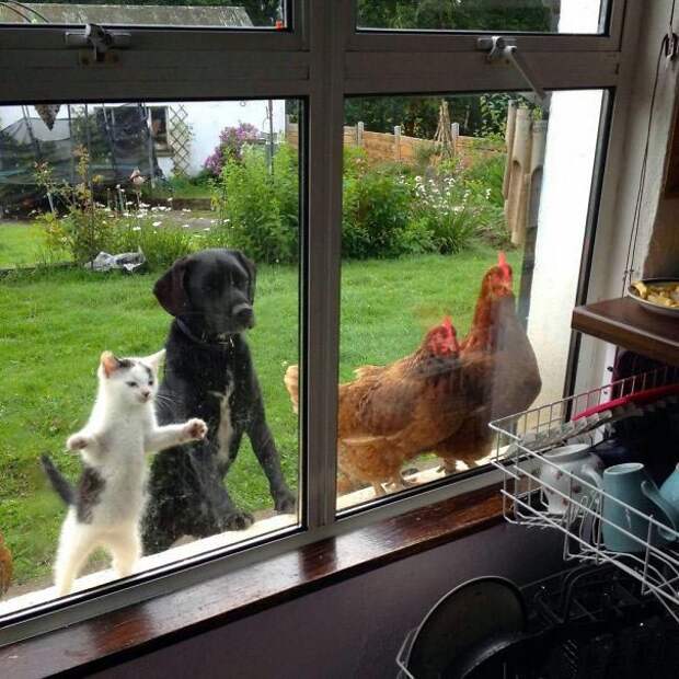 животные хотят в дом, животные хотят войти прямо сейчас