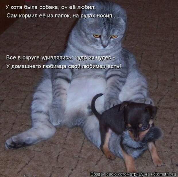 Новые крутые котоматрицы первой недели октября (50 фото) Новые крутые котоматрицы первой недели октября (50 фото)