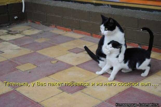 Свежая котоматрица (33 фото)