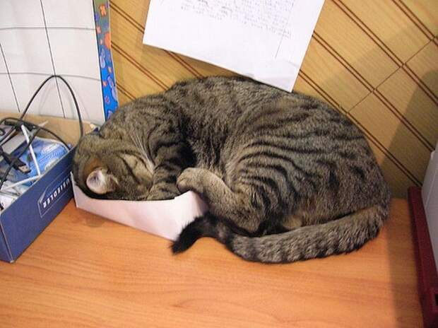Кошка спит