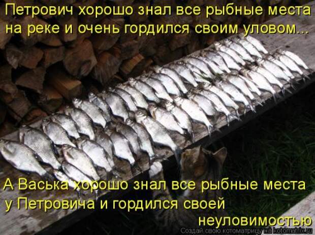 Новая котоматрица на Бугаге (39 фото)