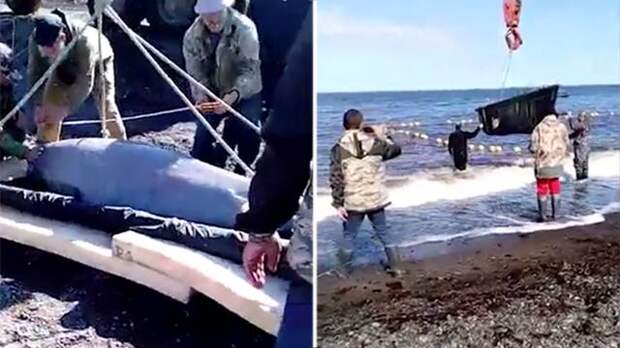 Видео: спасенных из "китовой тюрьмы" косаток и белух выпустили в море