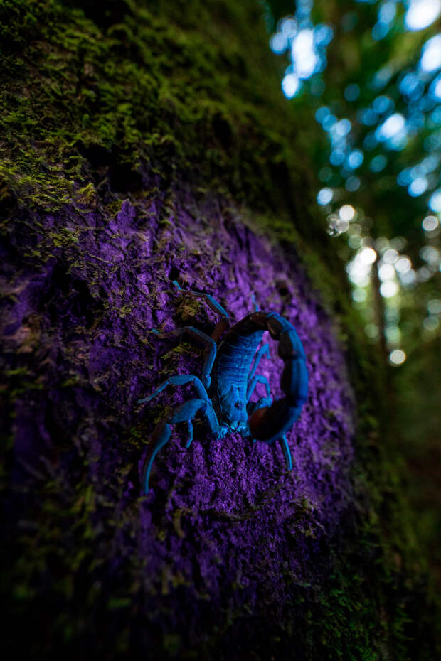 Маленький скорпион светится под ультрафиолетовым светом