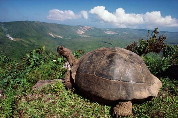 галапагосские острова черепаха