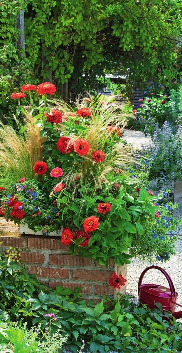 Ансамбль из светло-розовой циннии, воздушного ковыля (Stipa), анагаллиса (Anagallis) с синими звездочками и вербены с вишнево-красными цветками остается красивым до самой осени.