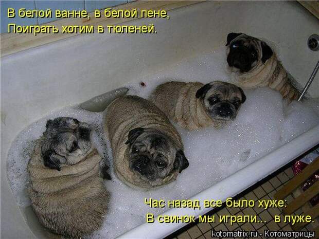 Мысли вслух Мысли вслух