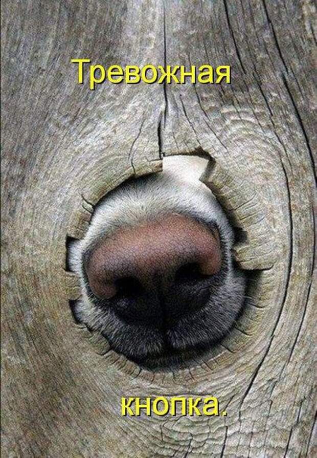 Море позитива от братьев наших меньших
