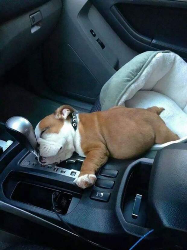 Милота дня! Спим где хотим!)))