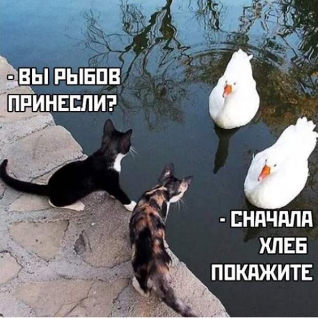 Картинки и мемы для настроения