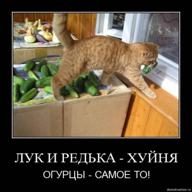 Демотиваторы смешно и прикольно!