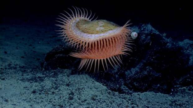 waterfauna11 Пришельцы из иных миров: рейтинг самых странных морских существ