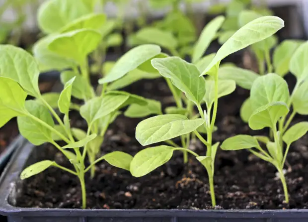 Пикировка перцев и баклажанов: основные правила, как рассадить растения, чтобы их не повредить
