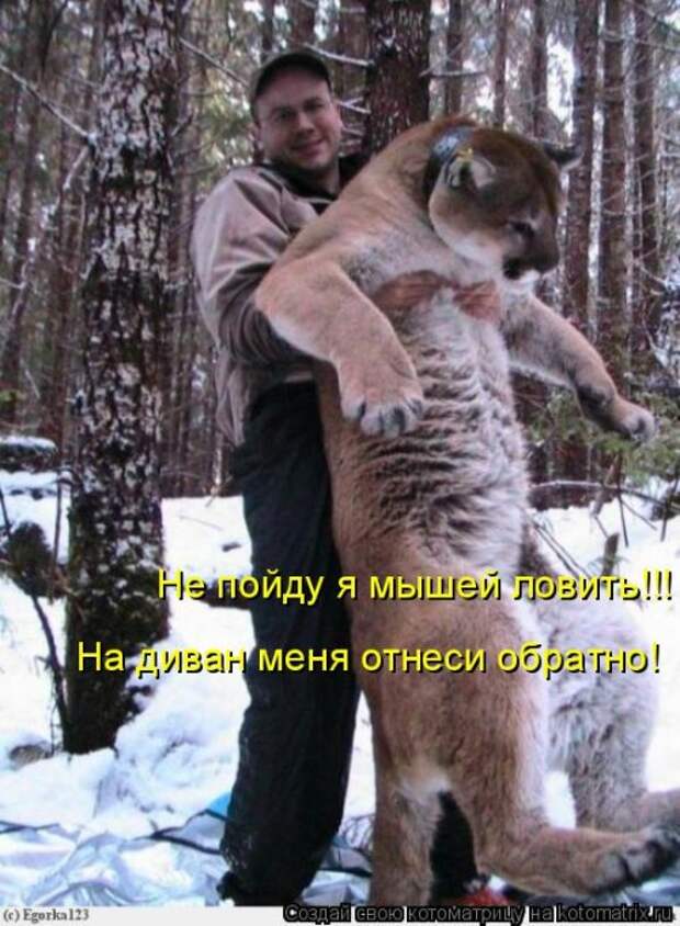 Новая котоматрица для всех (33 фото)