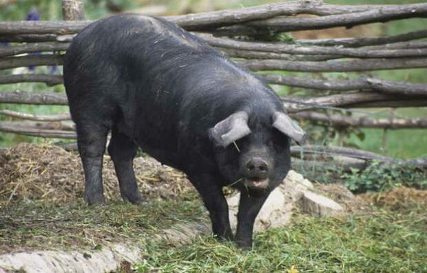 Black-Pig-610x390