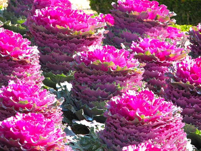 0_12362_5fed5619_XL (700x525, 179Kb)