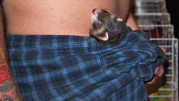 Ferret-legging
