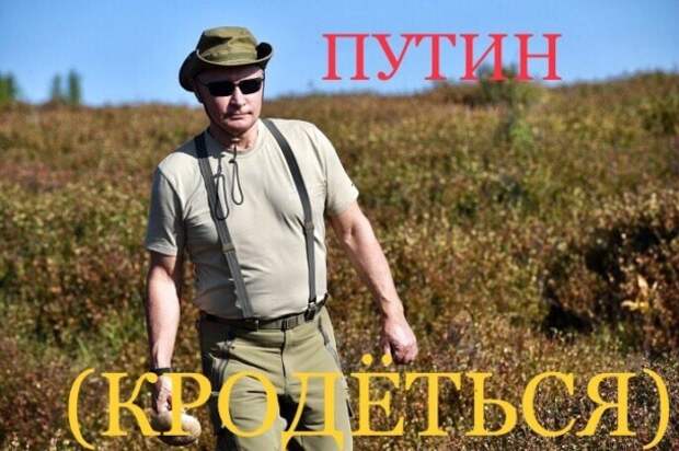 Путин (кродёться). С отдыхающим в Туве президентом сделали фотожабы