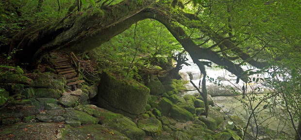 Япония, Якусима, остров, якушима, yakushima, лес, yakusugi land, кедр, мох, камни, поход, зеленый, дерево, тропинка, река
