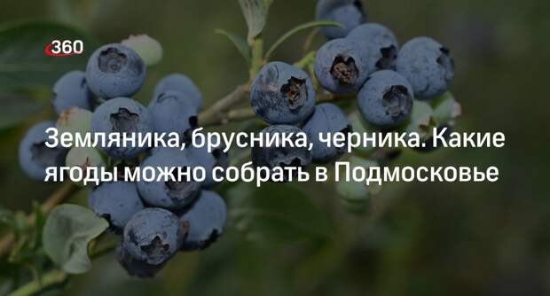 Биолог Кубарев рассказал, где находятся ягодные места в Подмосковье