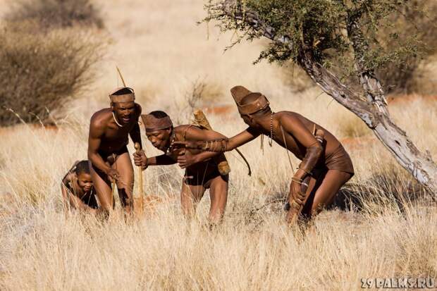 Намибия. Племя химба Блог Павла Аксенова, Химба, намибия, путешествия, фото