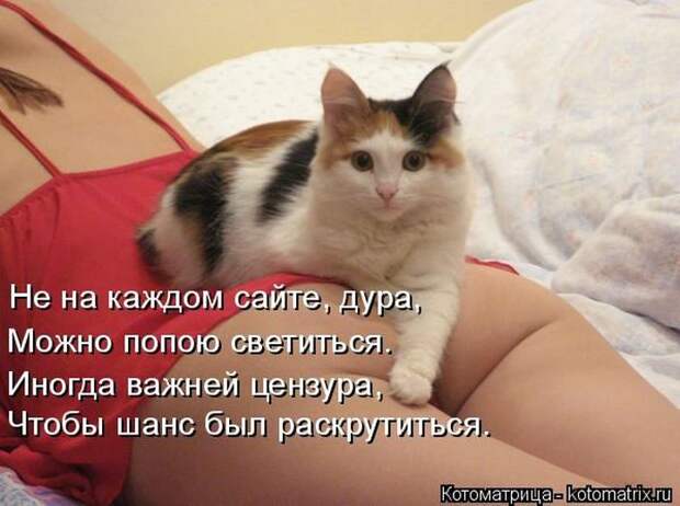 Лучшие котоматрицы недели