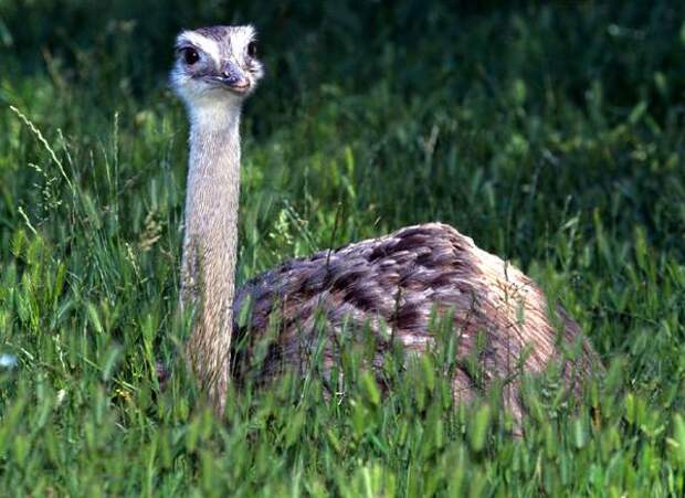 Страус (Struthio camelus), фото птицы фотография